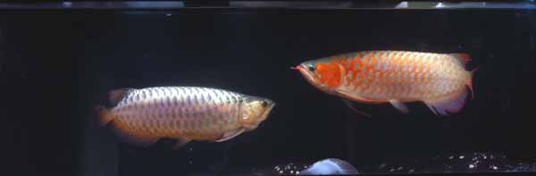 golden and red