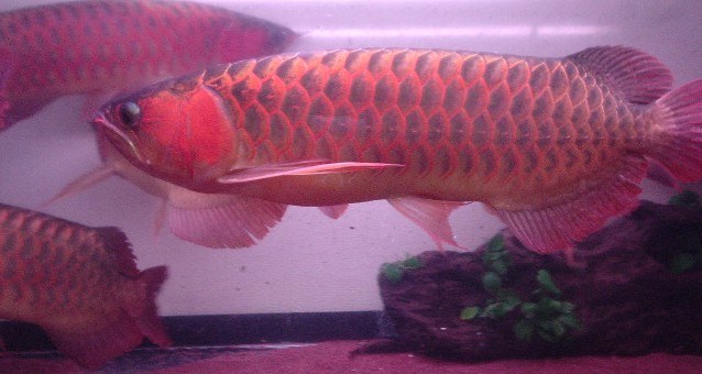 red 1