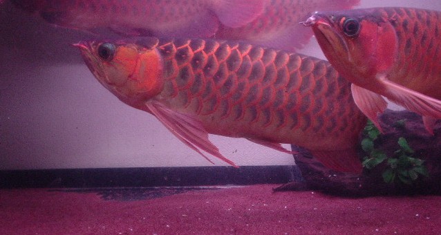 red 3