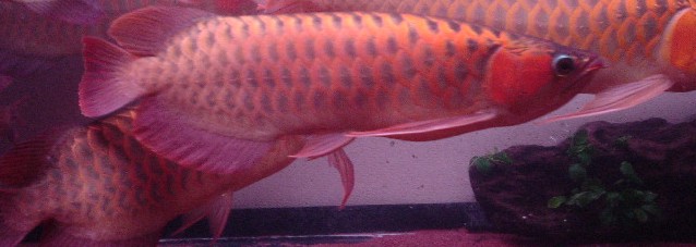 red 6