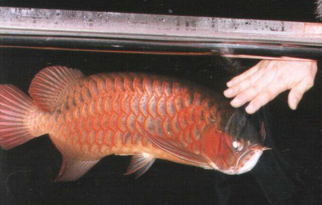 friendly red