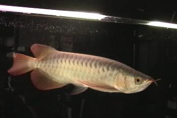 chili red