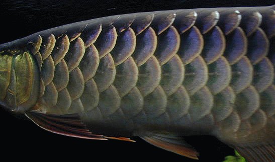 side scales