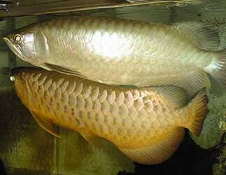pair side view