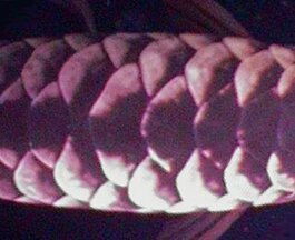 back scales