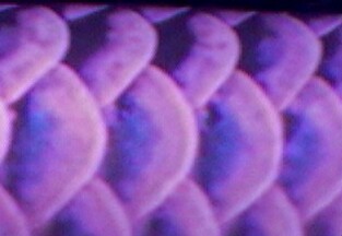 side scales