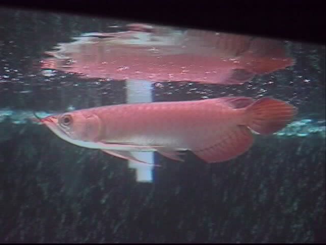 young red