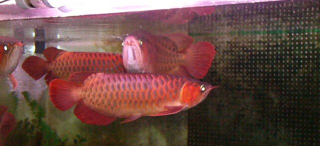 my first red