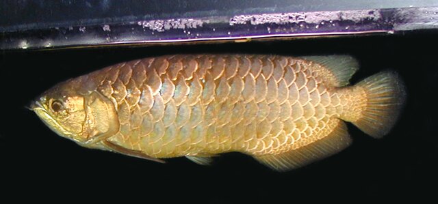 golden 65cm