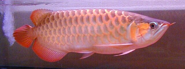 red 30+x cm