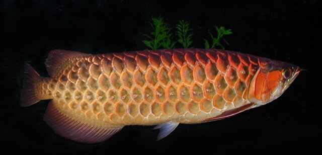 red 50cm