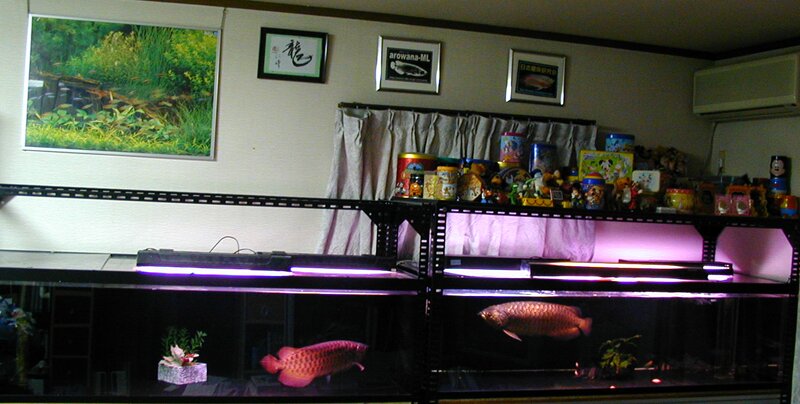 tank setting
