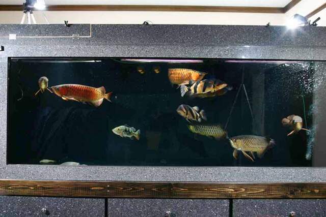 tank