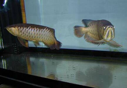 pair